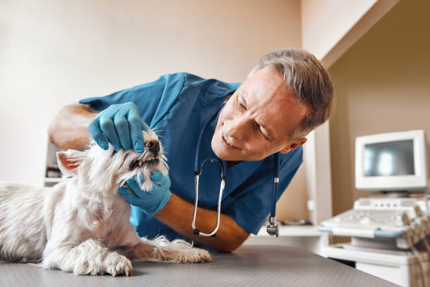 Best Pediatric Emergency Dentist in Lincoln Center, KS